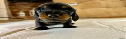 Miniature Dachshund dogs for sale: ✨ Miniature Long Haired Dachshund Puppies  ✨ - Advert 19