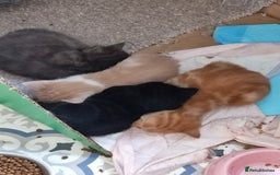British Longhair cats for sale: 2 boys 1 ginger, 1 black,1 girl grey 🩶 - Image 1