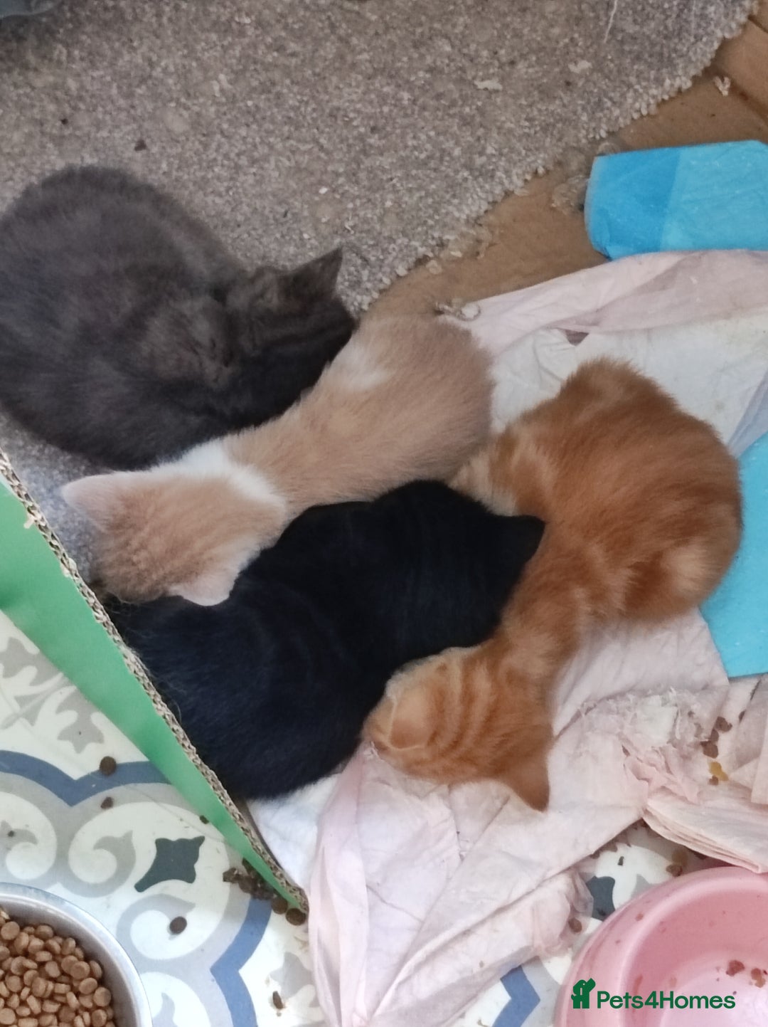 British Longhair cats for sale: 2 boys 1 ginger, 1 black,1 girl grey 🩶 - Image 1