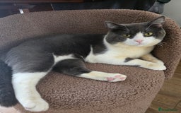 British Shorthair cats for sale: Beautiful boy looking for a new home  - Image 2