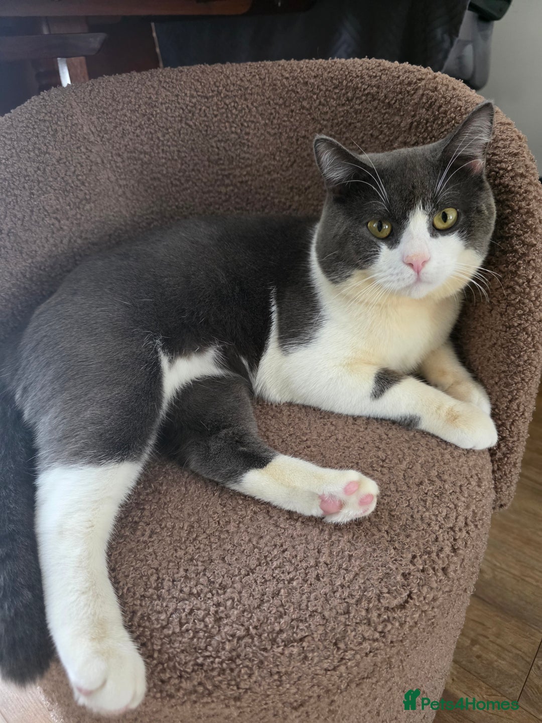 British Shorthair cats for sale: Beautiful boy looking for a new home  - Image 2