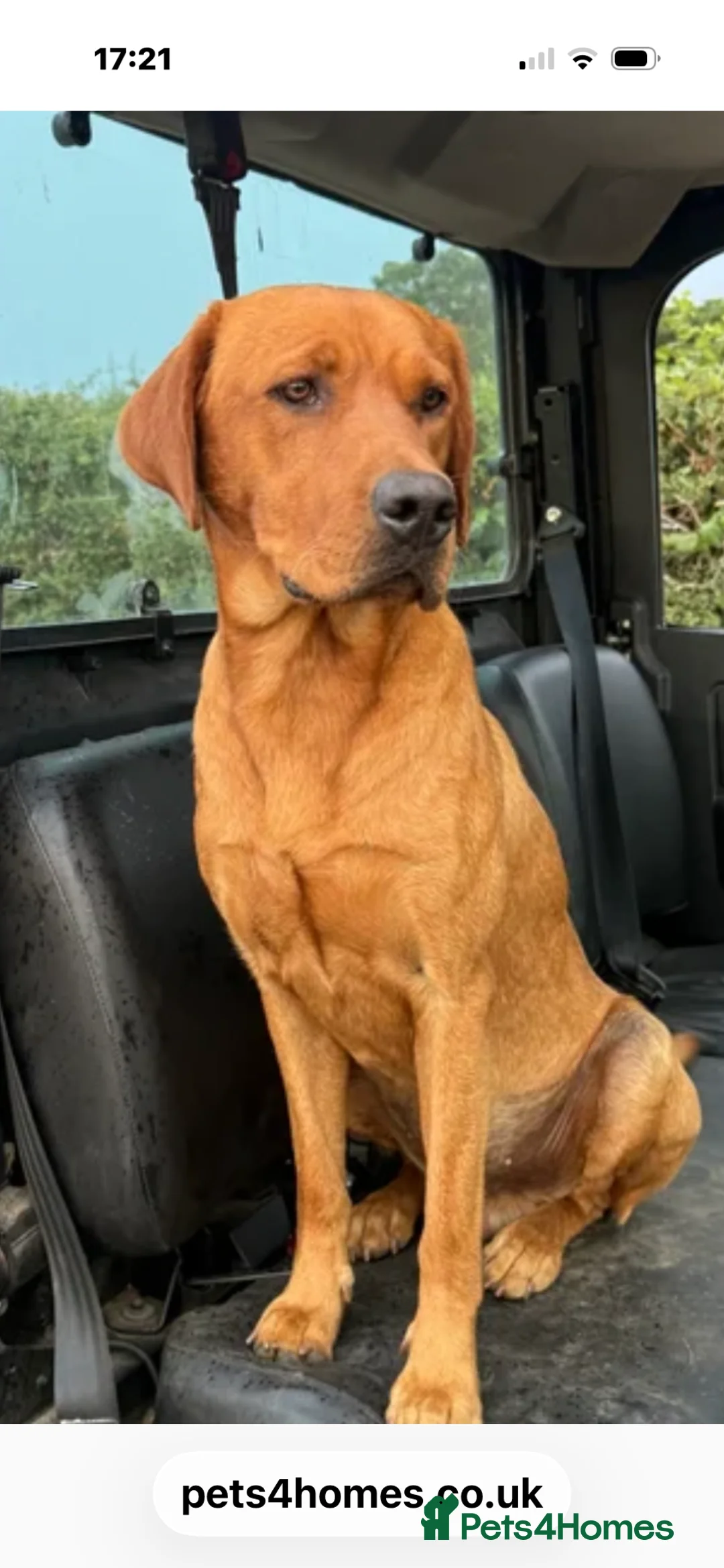 Labrador Retriever dogs for sale: Labrador  in Dorchester - Advert 13