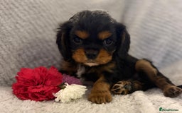 Cavalier King Charles Spaniel dogs for sale: KC REG, HEART, EYE AND DNA TESTED PARENTS - Image 18