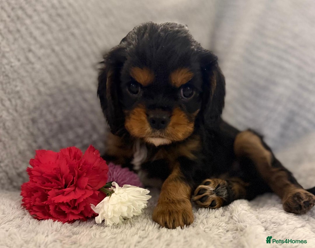 Cavalier King Charles Spaniel dogs for sale: KC REG, HEART, EYE AND DNA TESTED PARENTS - Image 18