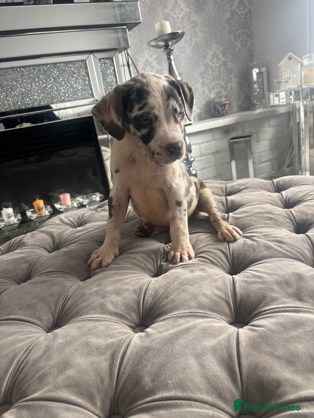 Neapolitan Mastiff dogs for sale: Neapolitan mastiff champion bloodline - Advert 24