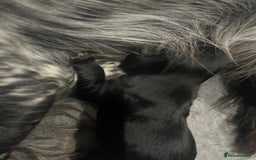 Cocker Spaniel dogs for sale: Beautiful Working Cocker Spaniel Puppies for Sale - Image 12