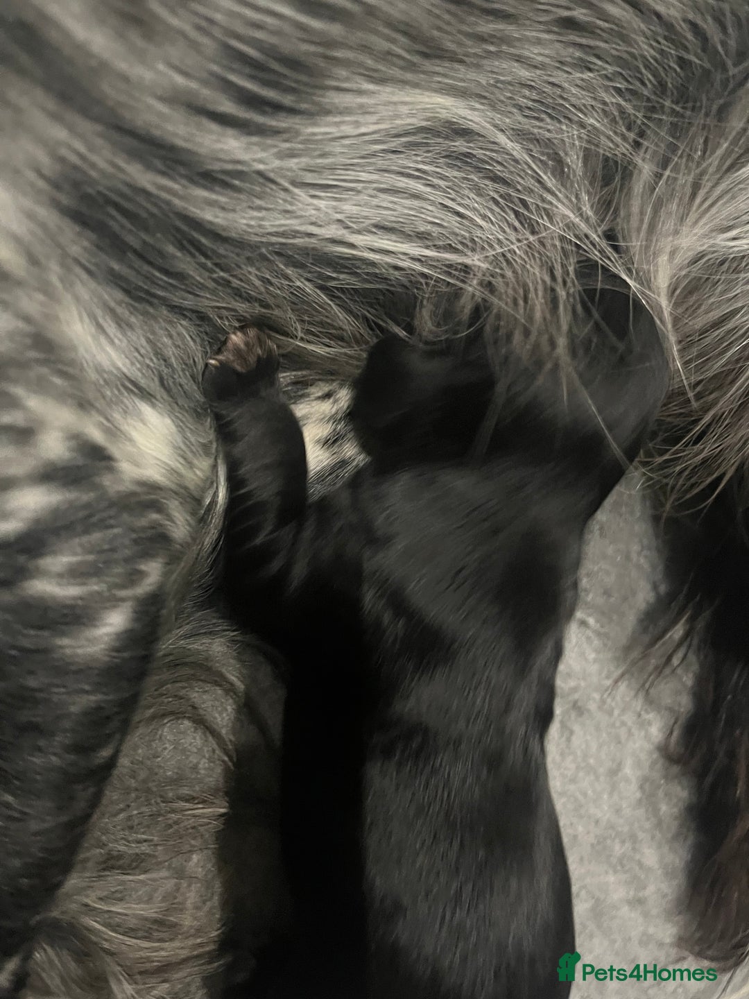 Cocker Spaniel dogs for sale: Beautiful Working Cocker Spaniel Puppies for Sale - Image 12