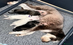 Miniature Schnauzer dogs for sale: 🐾 STUNNING KC REG MINIATURE SCHNAUZERS 🐾 - Image 7