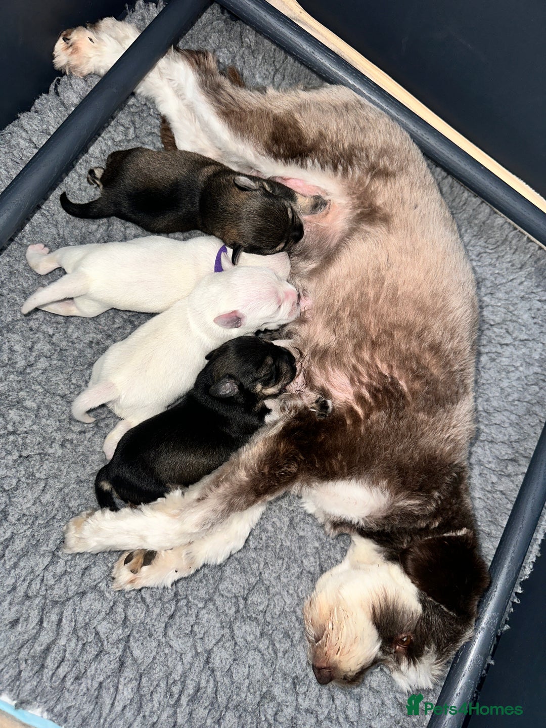 Miniature Schnauzer dogs for sale: 🐾 STUNNING KC REG MINIATURE SCHNAUZERS 🐾 - Image 7