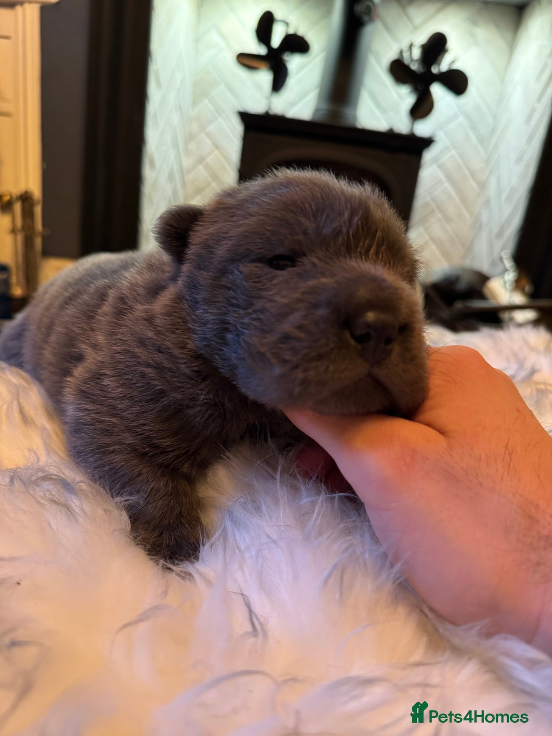 Shar Pei dogs for sale: 3  Gorgeous bears 🐻  - Advert 11