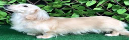 Miniature Dachshund dogs for sale: True cream miniature longhaired dachshunds  - Advert 3