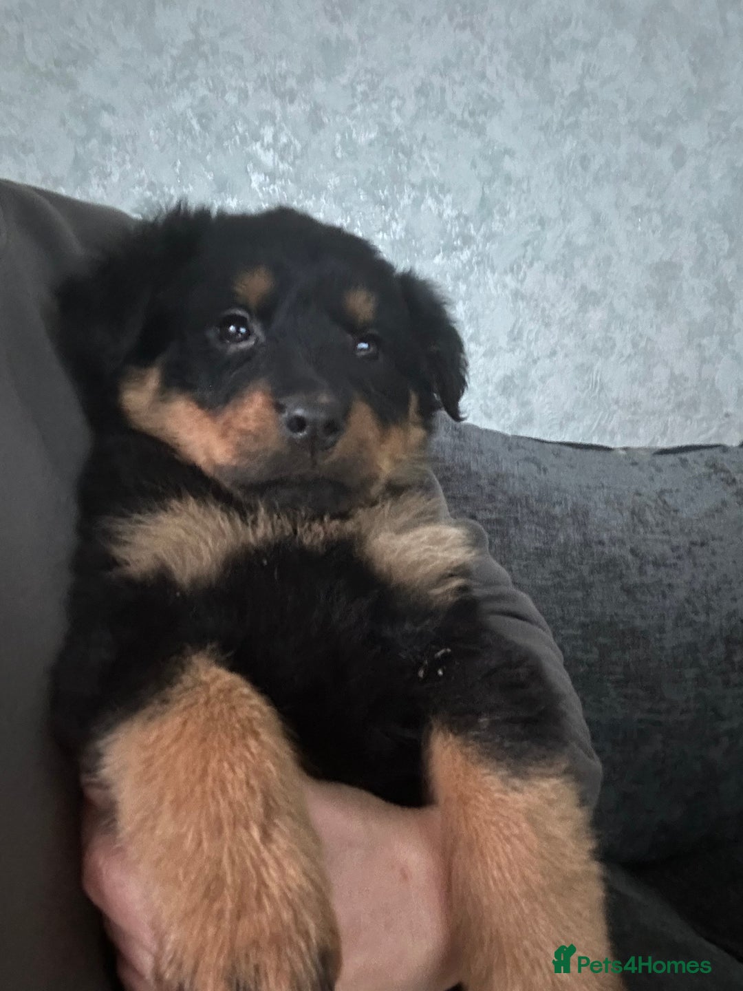 Rottweiler dogs for sale: Kc reg.Rottweiler bitch pup.Ready now at 8 weeks.  - Advert 1