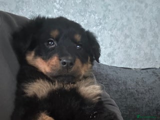 Rottweiler dogs Kcreg Rottweiler bitch pup. Ready now at 8 weeks. - Advert 15