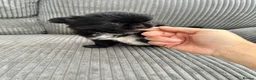 Chihuahua dogs for sale: KC LONG COAT CHIHUAHUAS - Advert 4
