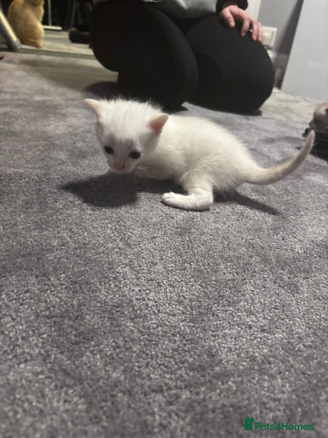 Mixed Breed cats for sale: Gorgeous fully kittens  - Advert 8
