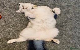 British Shorthair cats for sale: 1 Smoky Female British shorthair  - Image 7