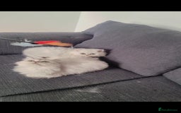 Persian cats for sale: Persian chinchilla 1 left  - Image 5