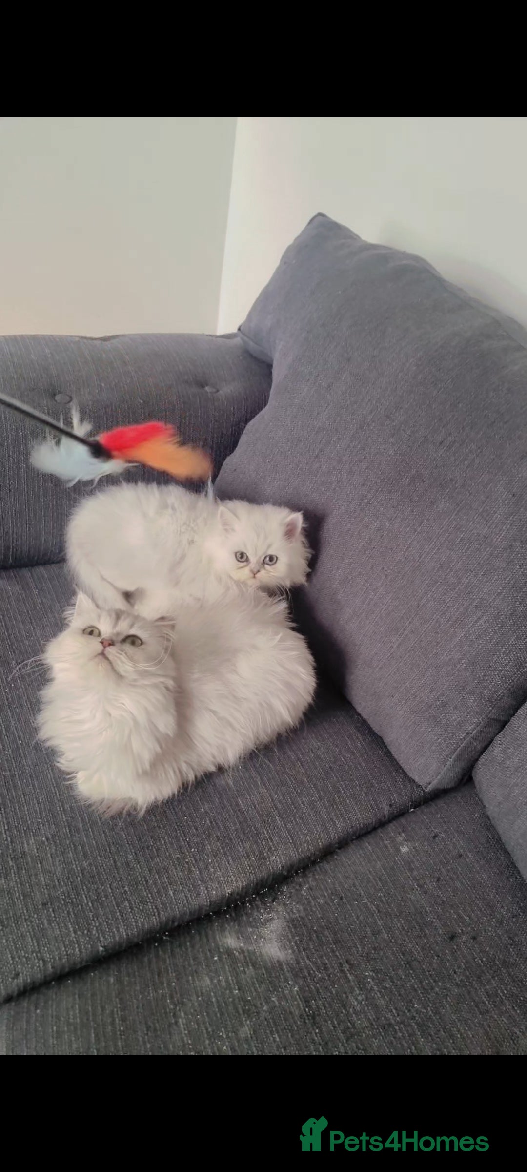 Persian cats for sale: Persian chinchilla 1 left  - Image 5