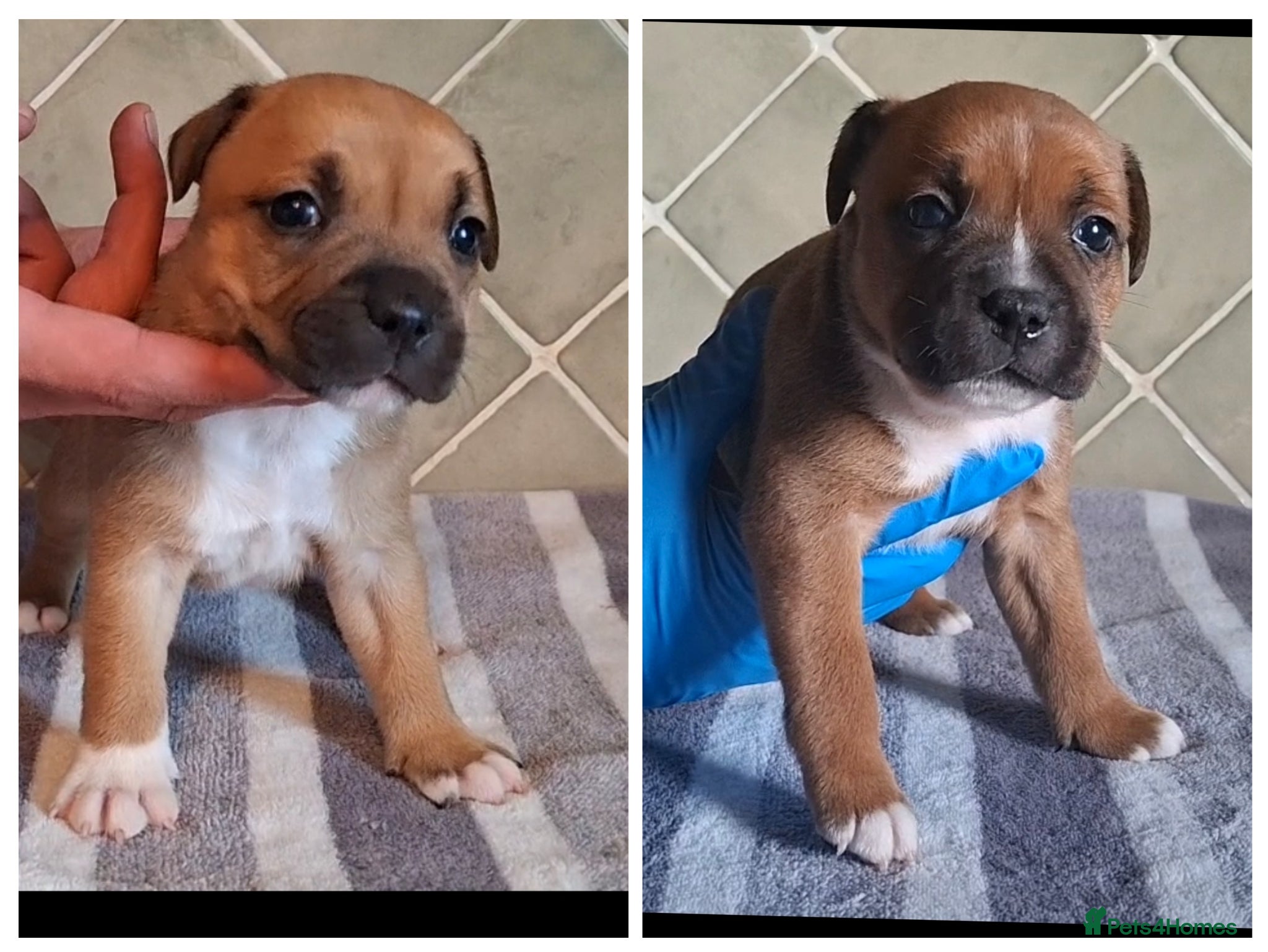 Staffordshire Bull Terrier dogs Red Staffordshire bull terrier pups - Advert 1