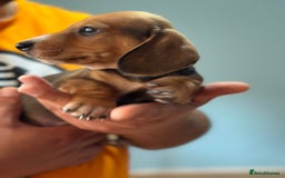 Dachshund dogs for sale: Our dwarf sausages are looking for a family🙃 - Image 13
