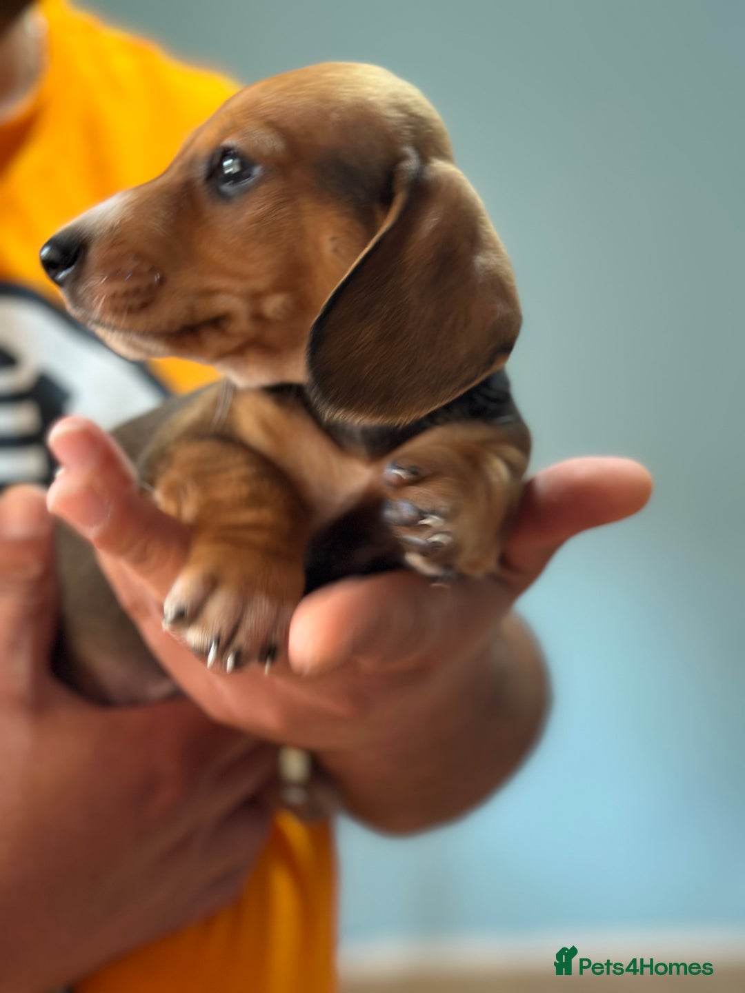Dachshund dogs for sale: Our dwarf sausages are looking for a family🙃 - Image 13