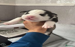 Mixed Breed dogs for sale: Husky/staffy - Image 4