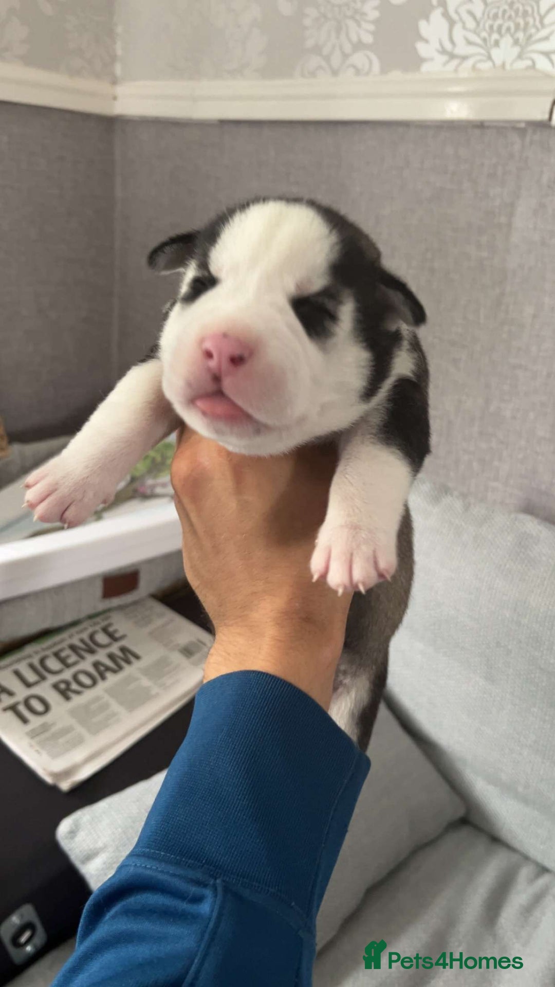 Mixed Breed dogs for sale: Husky/staffy - Image 4