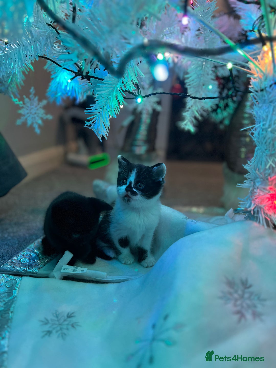 British Shorthair cats for sale: Beautiful British Shorthair Kittens  - Advert 5