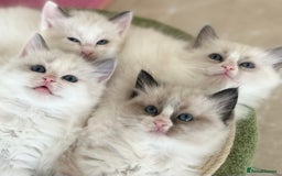 Ragdoll cats for sale: Beautiful Ragdoll kittens from Champion lines - Image 17