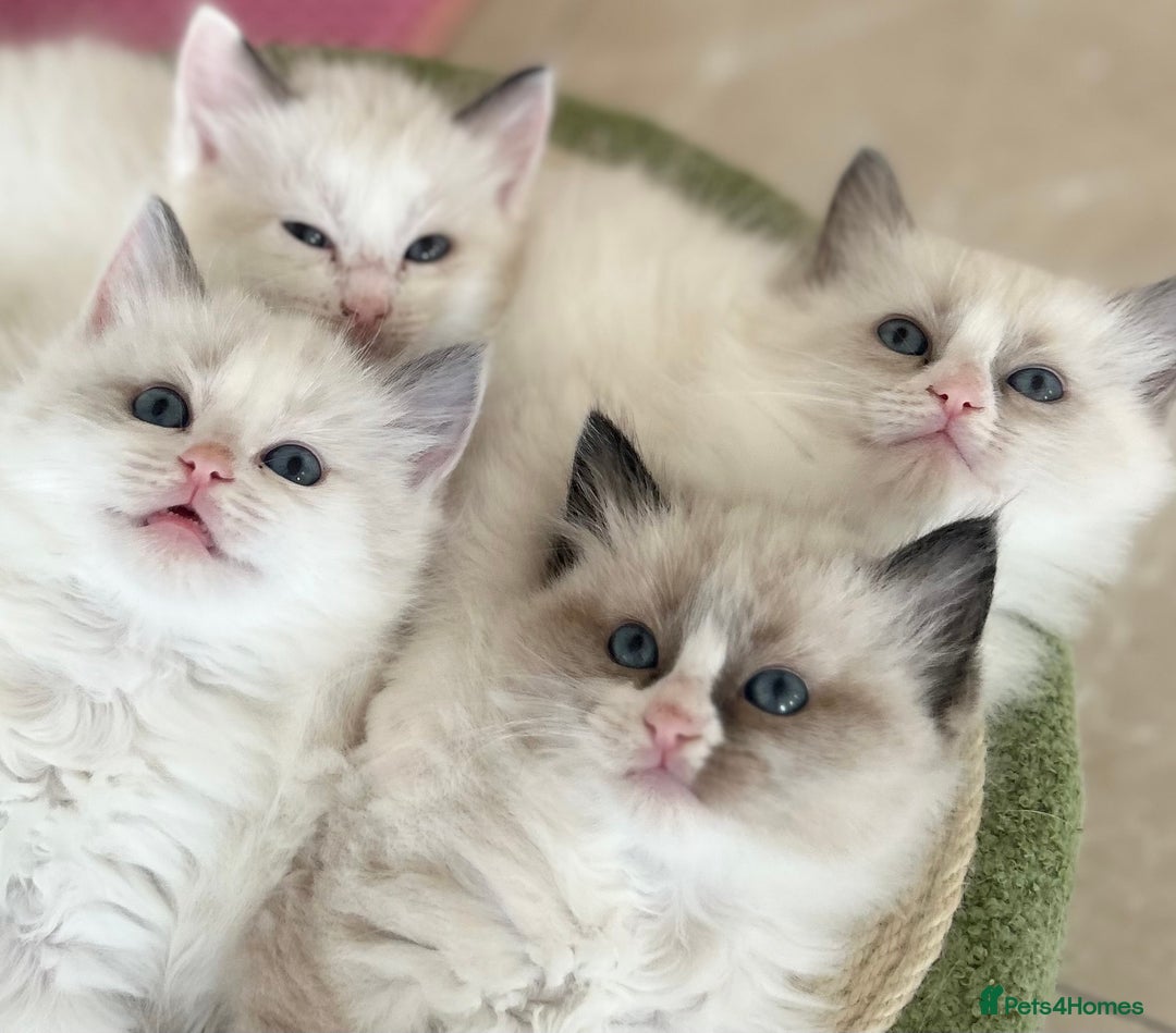 Ragdoll cats for sale: Beautiful Ragdoll kittens from Champion lines - Image 17