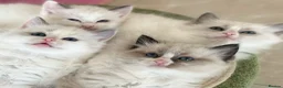 Ragdoll cats for sale: Beautiful Ragdoll kittens from Champion lines - Advert 15