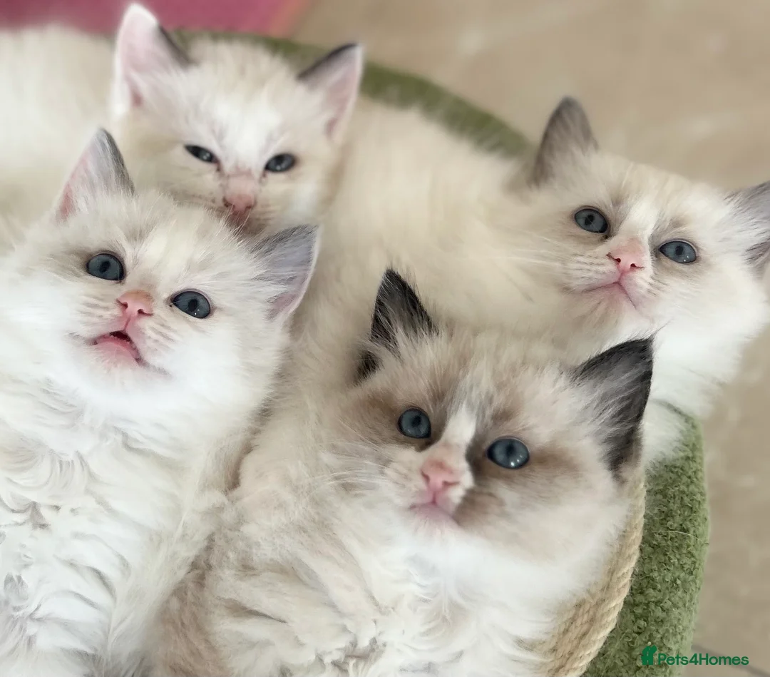 Ragdoll cats for sale: Beautiful Ragdoll kittens from Champion lines - Advert 15