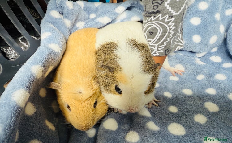 Guinea Pig rodents - Advert 2