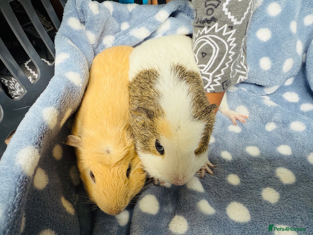Guinea Pig rodents for sale: 2 boy guinea pigs for a loving family  - Image 1