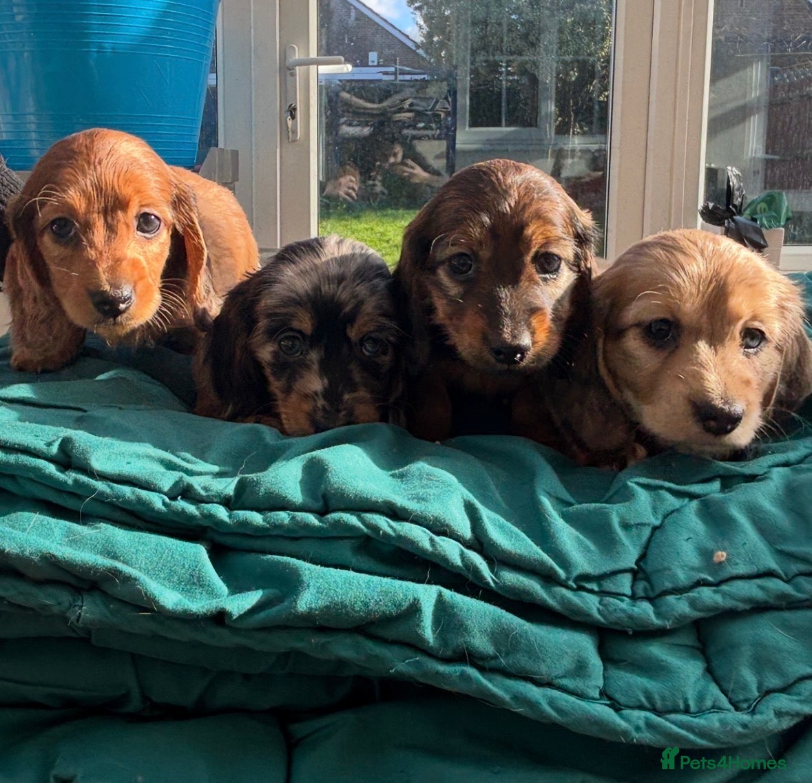 Miniature Dachshund dogs KC reg Long Haired Miniature Dachshund  - Advert 17