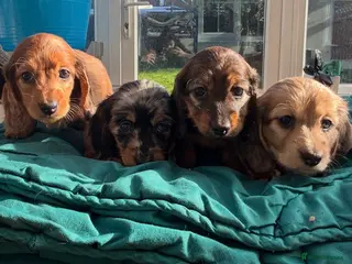 Miniature Dachshund dogs KC reg Long Haired Miniature Dachshund - Advert 17