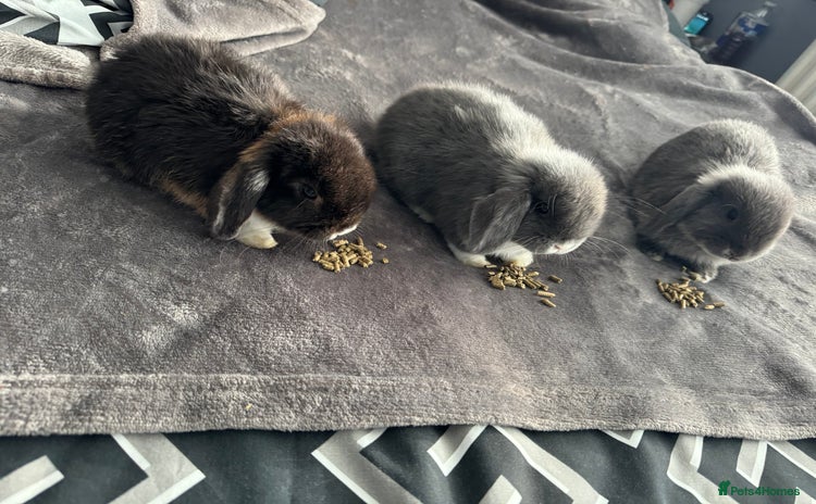 Mini Lop rabbits - Advert 1