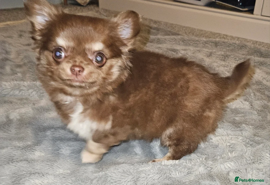 Chihuahua dogs for sale: Gorgeous Chocolate Tri Longcoat Chihuahua - Advert 4