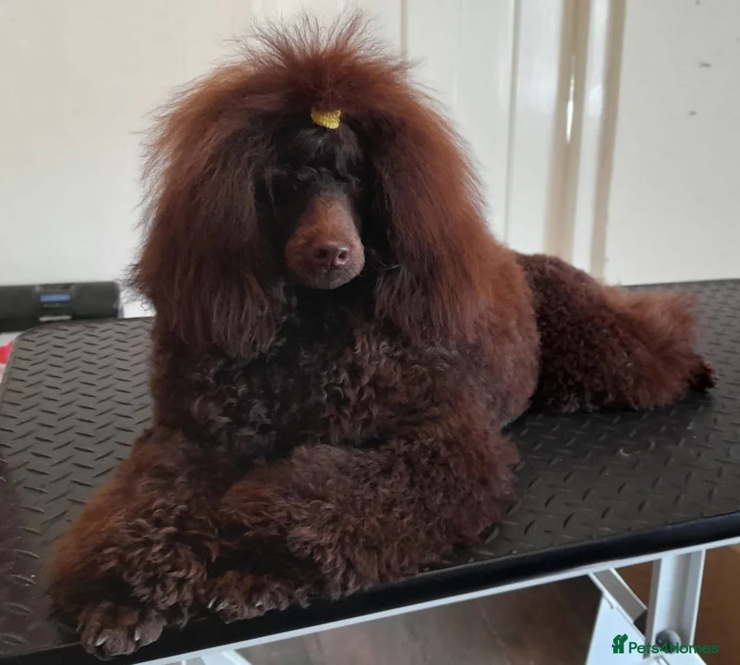 Miniature Poodle dogs for stud: Imported Brown Miniature Poodle & Cavalier Studs in Sutton Coldfield - Advert 14