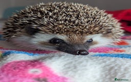 Pygmy Hedgehog rodents for sale: Herbert 6 month old Male Hedgehog/ AVAILABLE  - Image 7