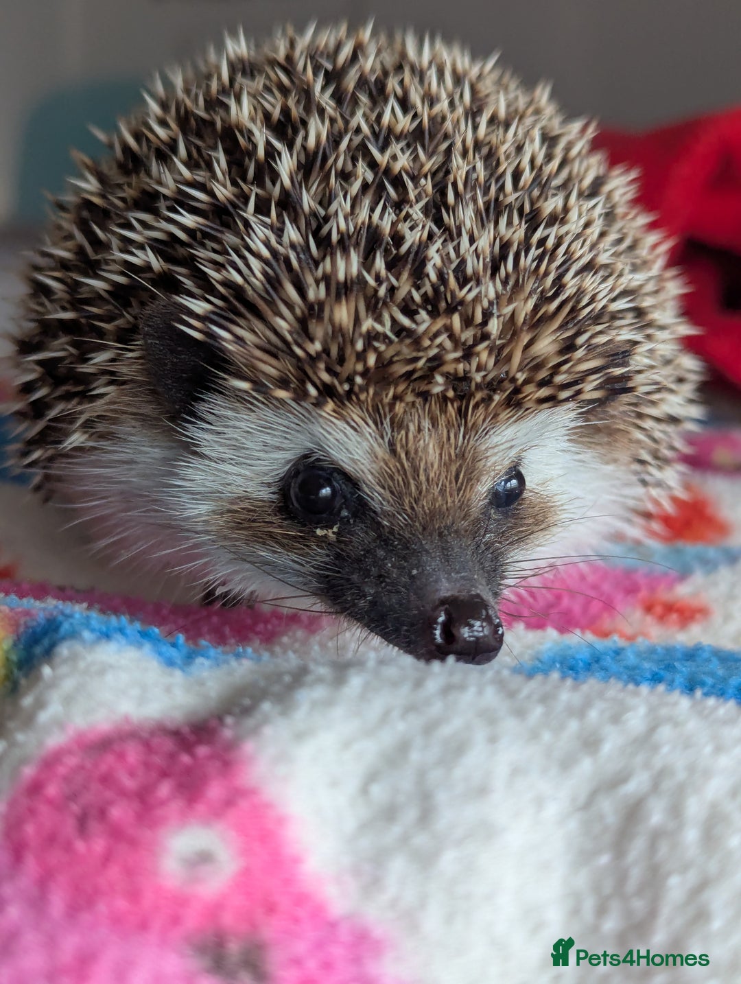 Pygmy Hedgehog rodents for sale: Herbert 6 month old Male Hedgehog/ AVAILABLE  - Image 7