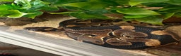 Python Snake reptiles for sale: Ball Python: young/baby  - Advert 3