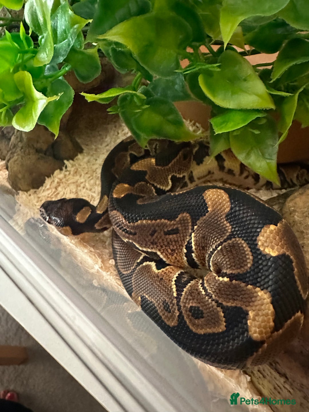 Python Snake reptiles for sale: Ball Python: young/baby  - Advert 3
