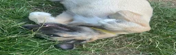 Irish Wolfhound dogs for sale: Irish wolfhound  - Advert 3