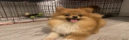 Pomeranian dogs for sale: 9 month old Pomeranian adorably happy  - Advert 4