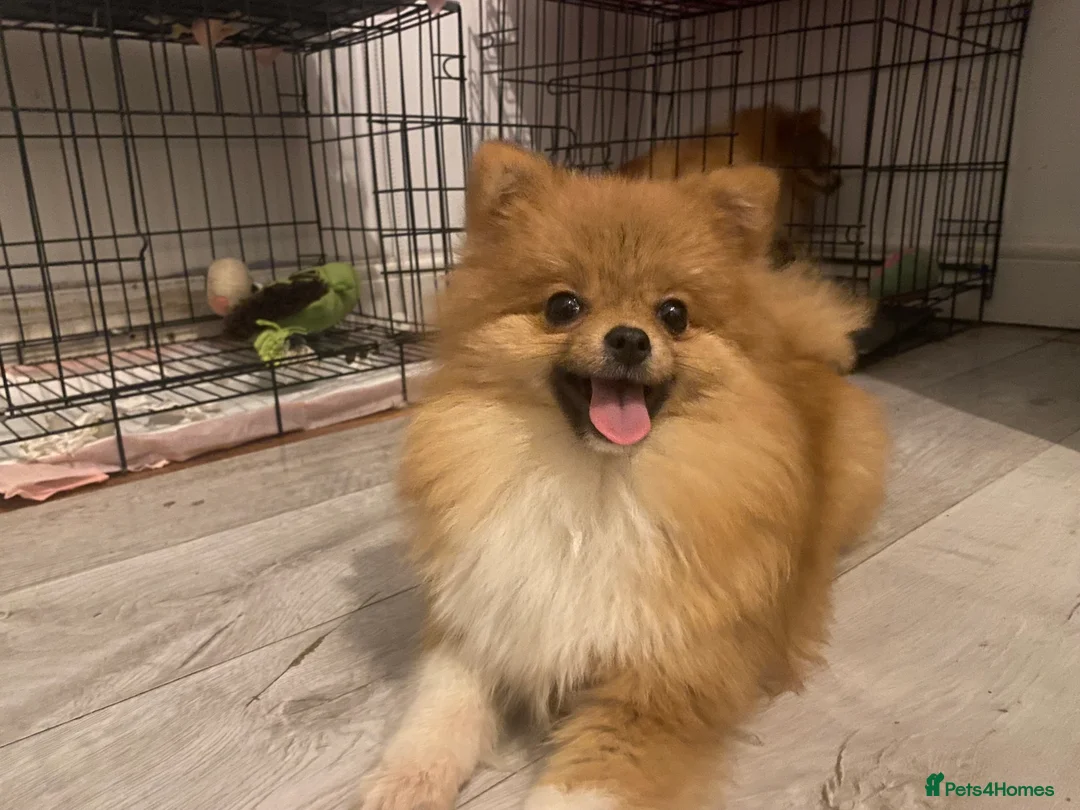 Pomeranian dogs for sale: 9 month old Pomeranian adorably happy  - Advert 4