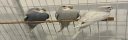 Budgerigars birds for sale: Baby Budgies - Advert 11