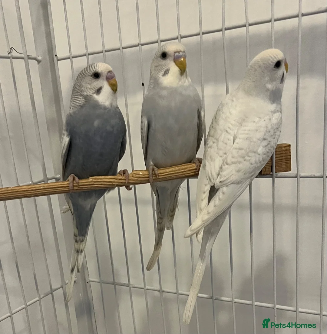 Budgerigars birds for sale: Baby Budgies - Advert 11