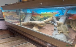 Bearded Dragon reptiles for sale: Bearded dragon - Image 2