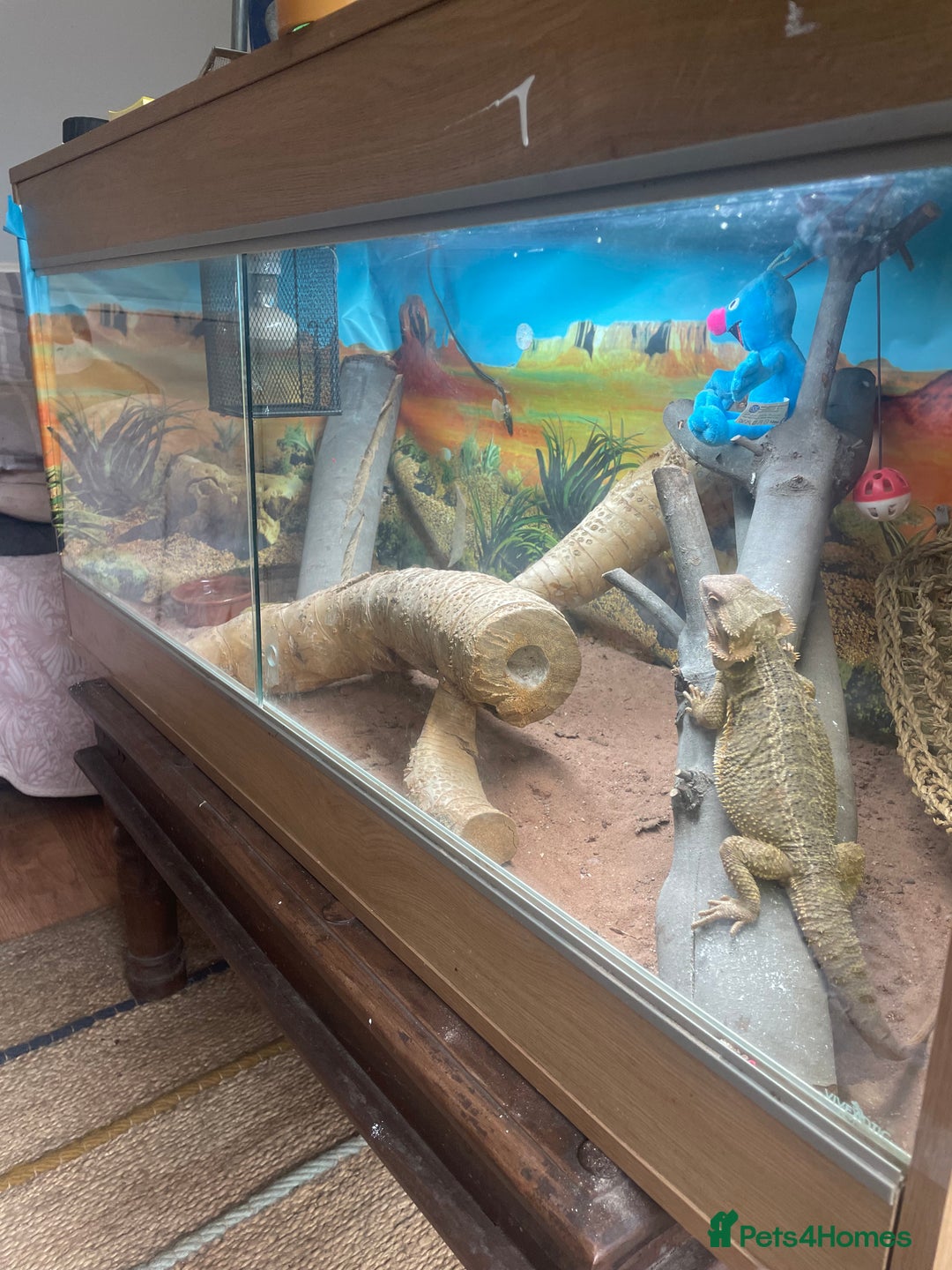 Bearded Dragon reptiles for sale: Bearded dragon - Image 2